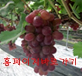 포도PC 이미지