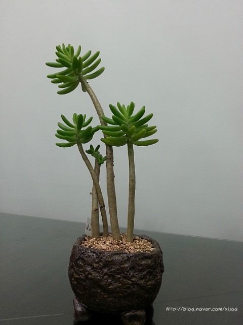 청솔화원 이미지