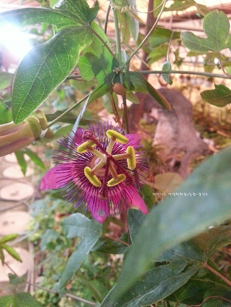 아이리스화원 이미지