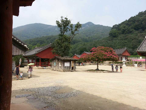 다모숲 이미지