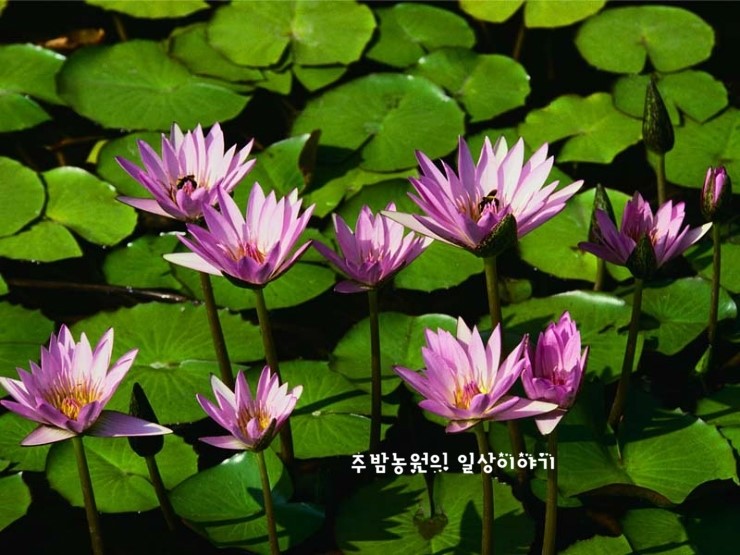 (주)아주농장 이미지