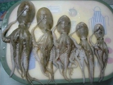 착한낙지 이미지