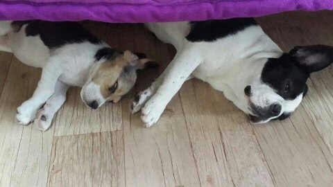 삼공주 이미지