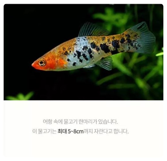 코이 이미지