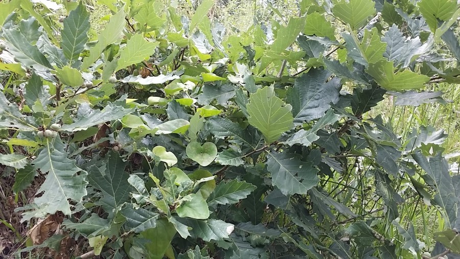 참나무식품 이미지