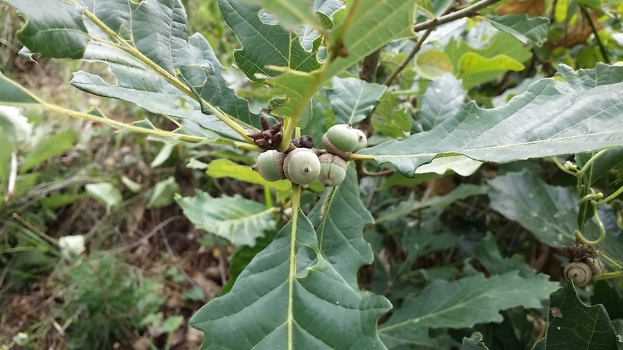 참나무식품 이미지