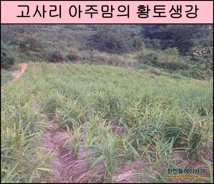 황토생강식품 이미지
