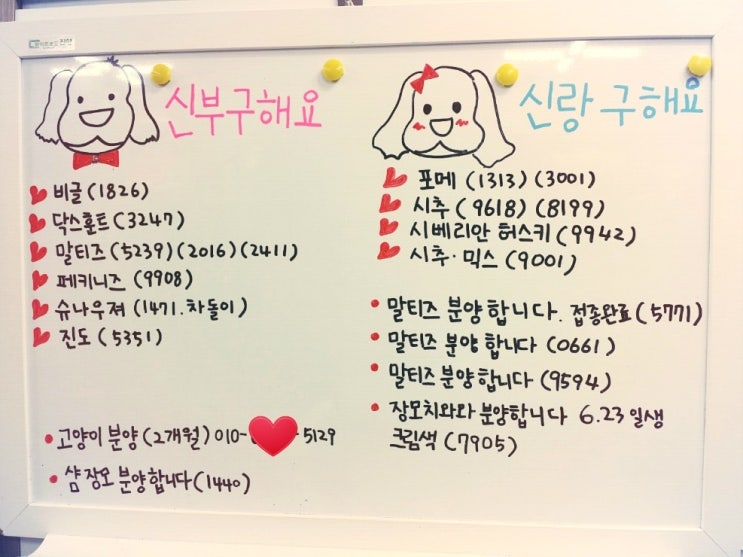 도그버디 이미지