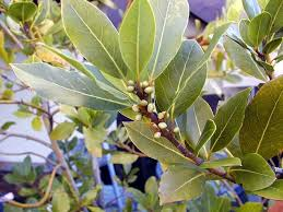 로렐(Laurel) 이미지
