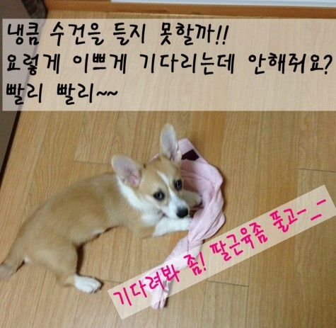 수건쟁이 이미지