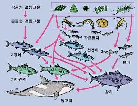 안참치 이미지