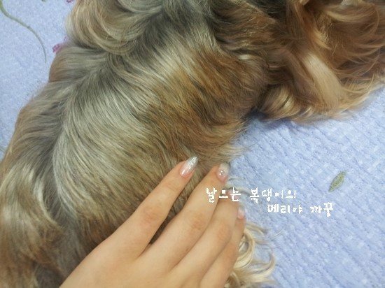 티츄리 이미지