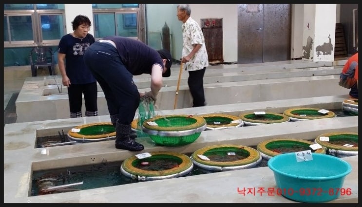 신안갯벌세발낙지 이미지