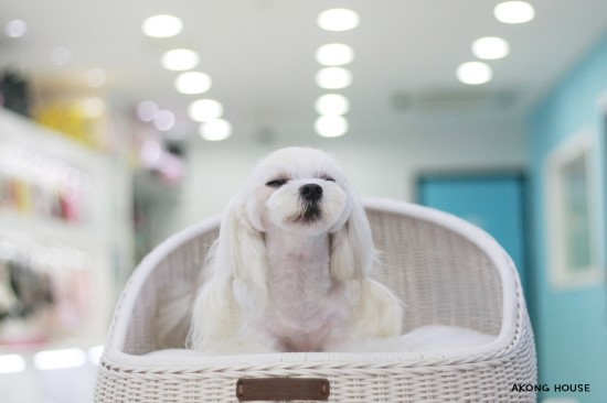 꼬지하우스 이미지