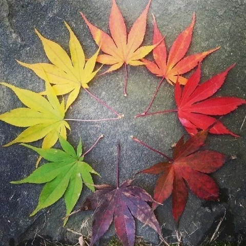 카페소풍 이미지