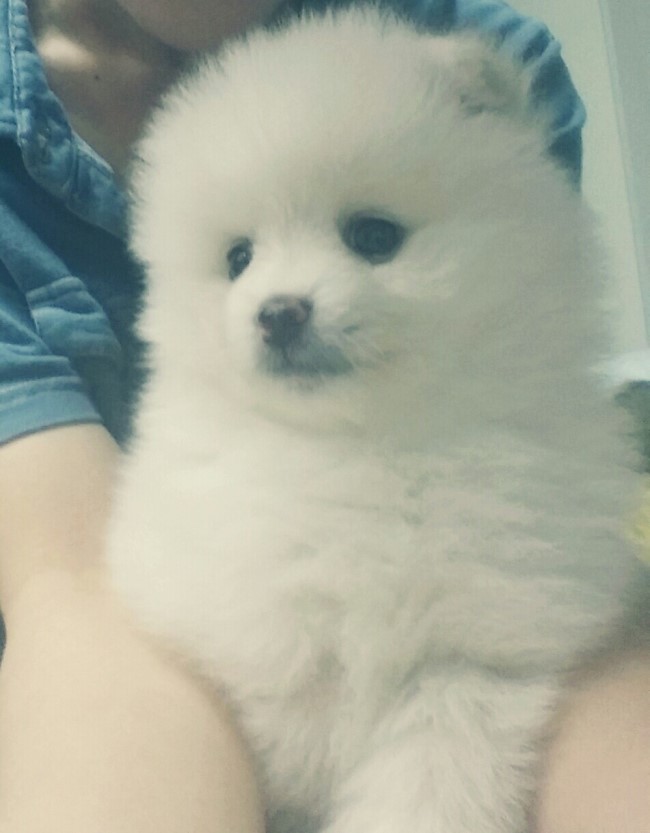 토리(Tori) 이미지