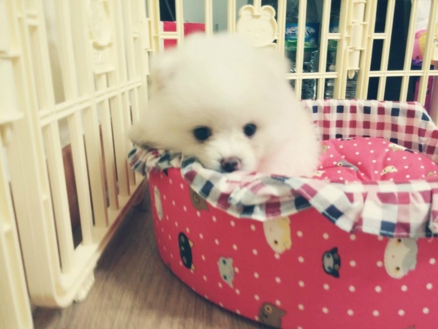 토리(Tori) 이미지
