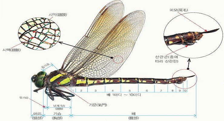 빨간잠자리 이미지