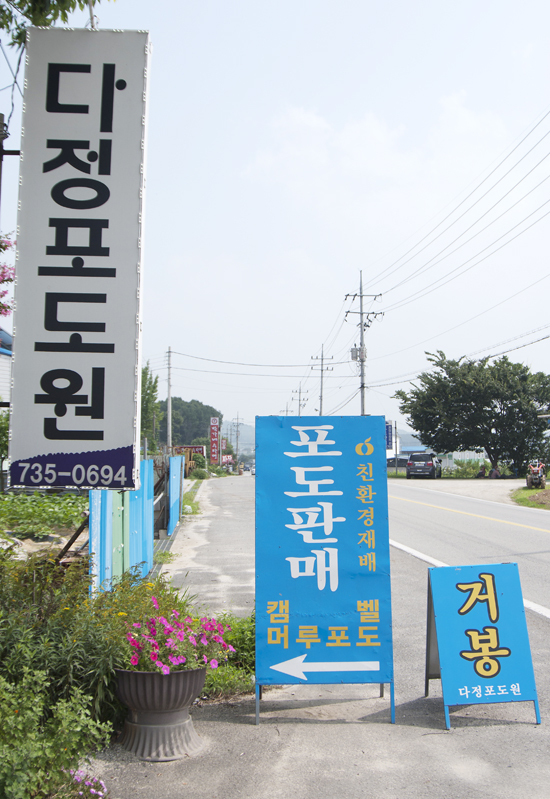 다정포도원 이미지