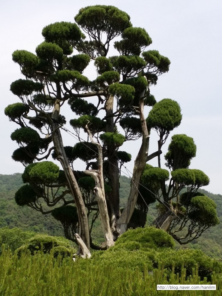 화승원 이미지
