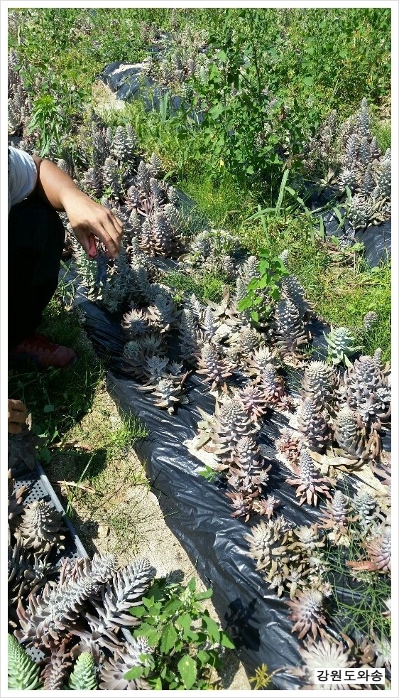 강원도와송 이미지