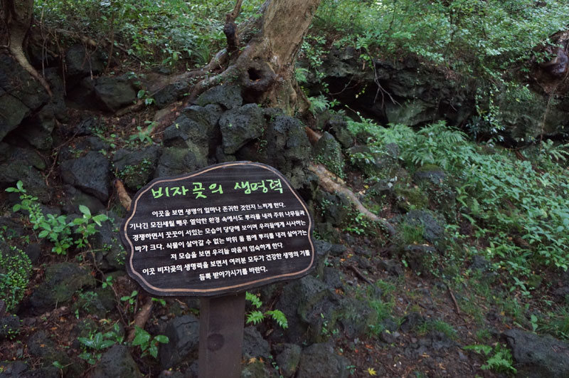 너울랑 이미지