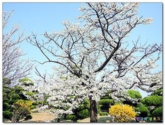 자두나무집 이미지