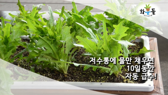 화분들닷컴 이미지
