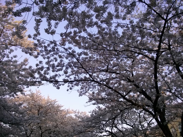 잡스컴 이미지