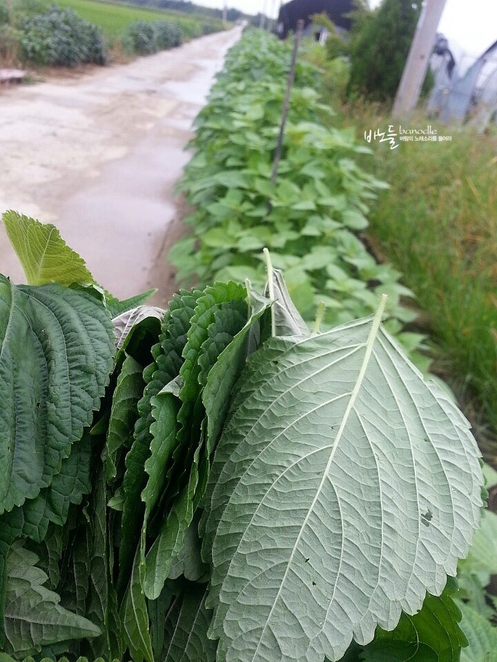 깻잎장아찌담그는법 ; 들깨잎 깻잎 장아찌 만드는법 : 네이버 블로그
