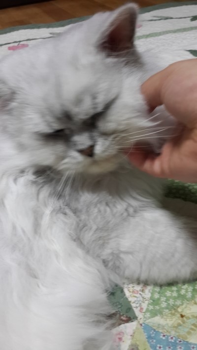 꼬리벼리 이미지