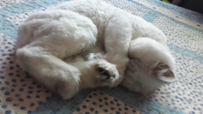꼬리벼리 이미지