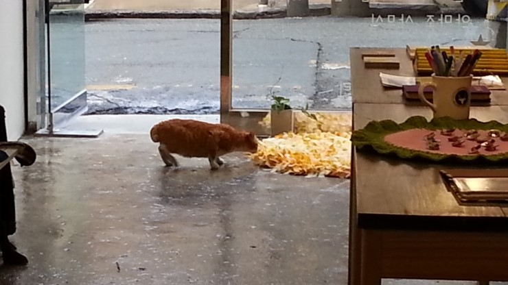 뽀뽀식당 이미지