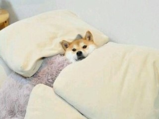 경희사 이미지