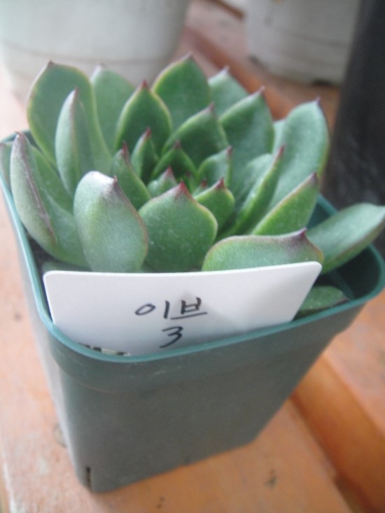 가윤꽃마을 이미지