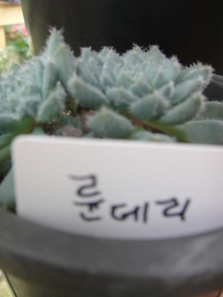가윤꽃마을 이미지