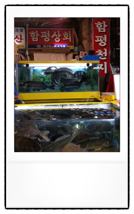 함평상회 이미지