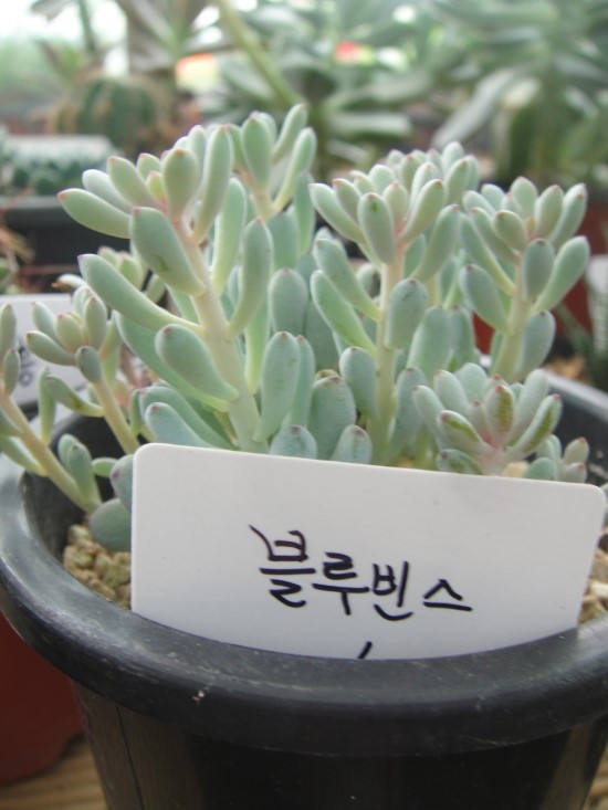 가윤꽃마을 이미지