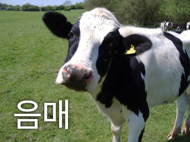 음매 이미지