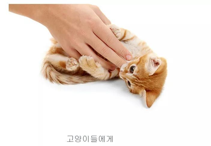 샴 이미지