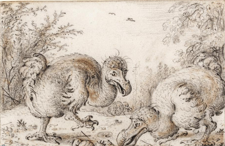 도도새와 도도나무의 슬픈 사연 : 네이버 블로그