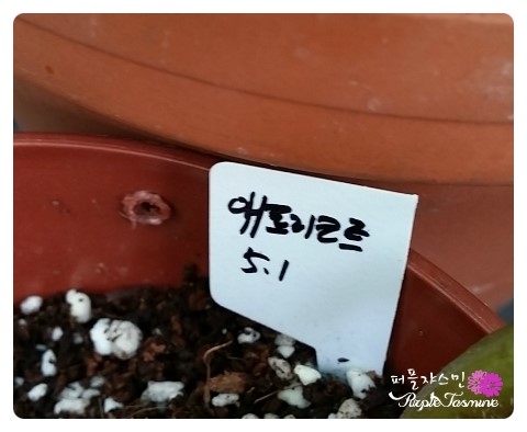 애프리코트(APRICOT) 이미지