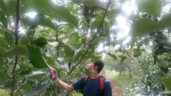 금성농원 이미지