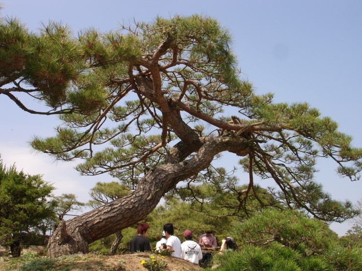 청솔조경 이미지