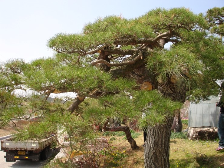 청솔조경 이미지