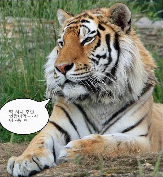민속옛떡 이미지