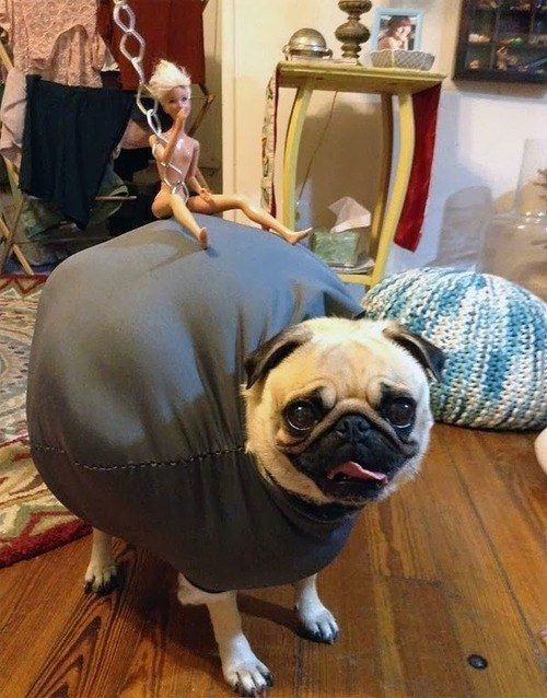 입어보개 이미지