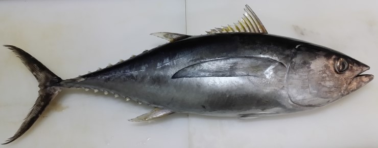 통참치 이미지