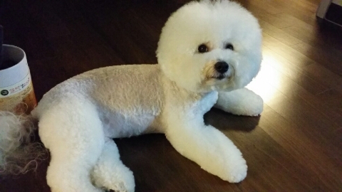 로이샾 이미지