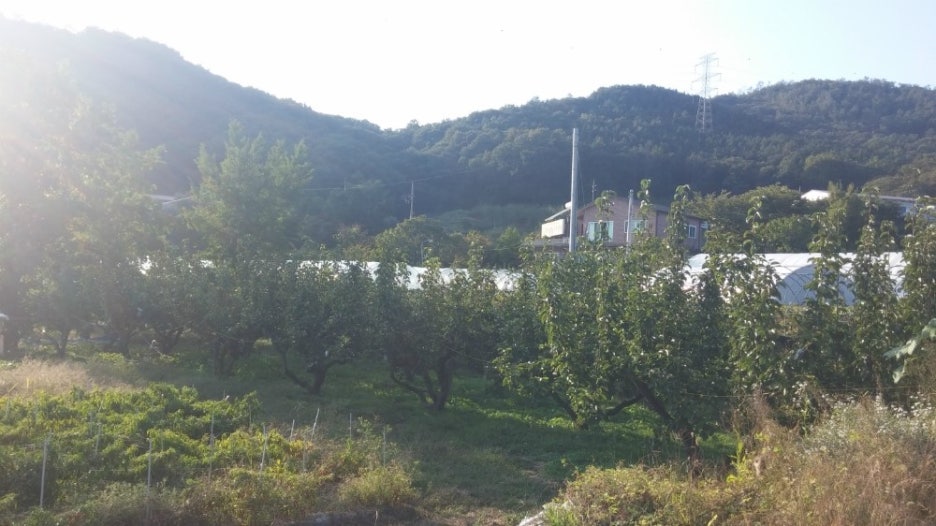 주영농원 이미지